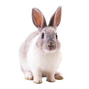 healthy rabbit