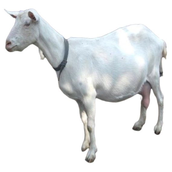 Saanen goat - Image 2