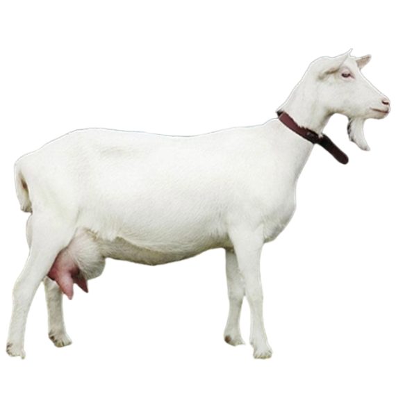 Saanen goat - Image 3