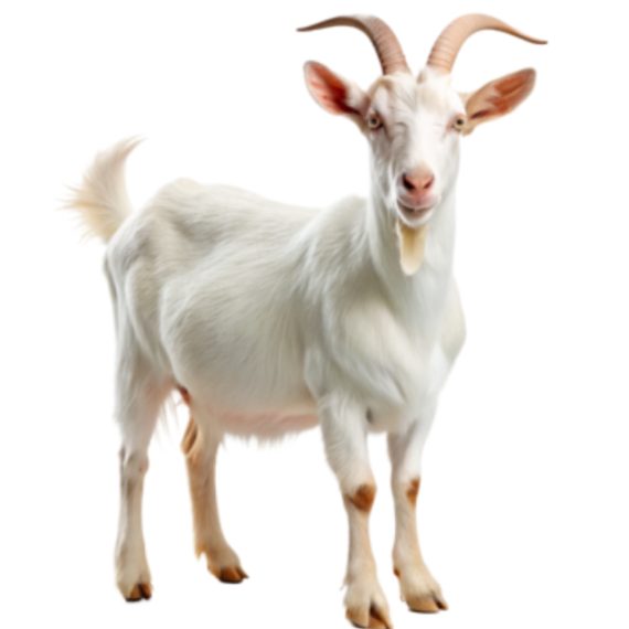 Saanen goat