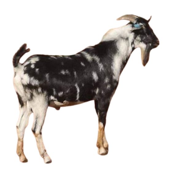 East African Goat - Image 2
