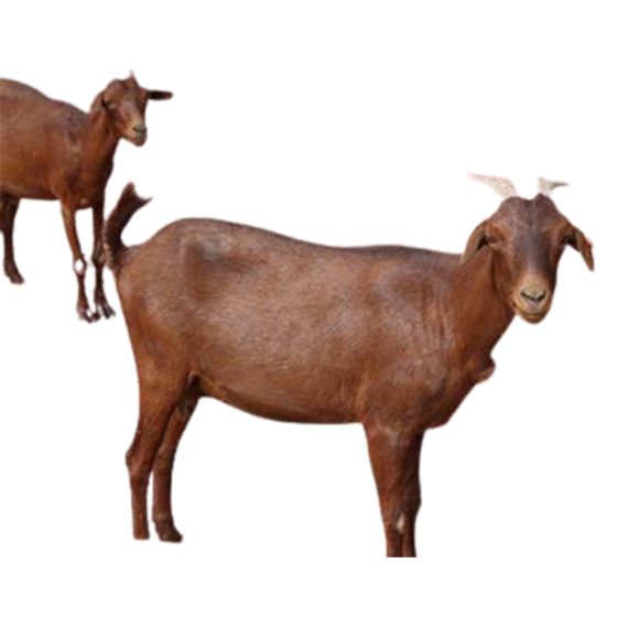 Maradi Goat – Image 2