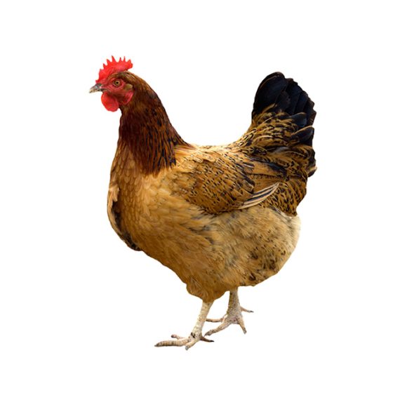 village chicken - Image 2