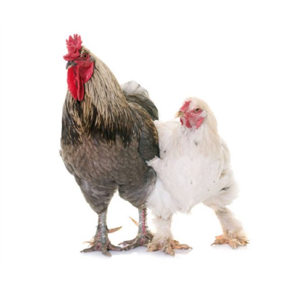 Brahma Chicken - Image 5