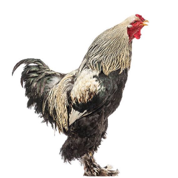 Brahma Chicken - Image 3