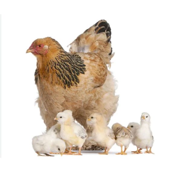 Brahma Chicken - Image 4