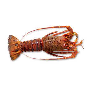 Lobster