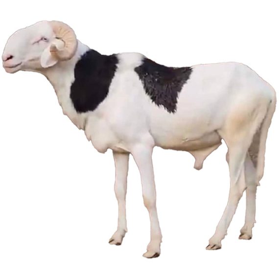 Whole Sheep - Image 2