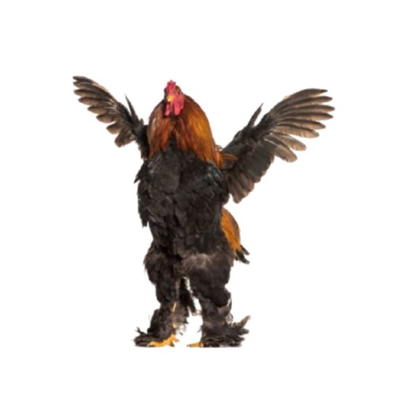 traditional pantalonne - Image 2