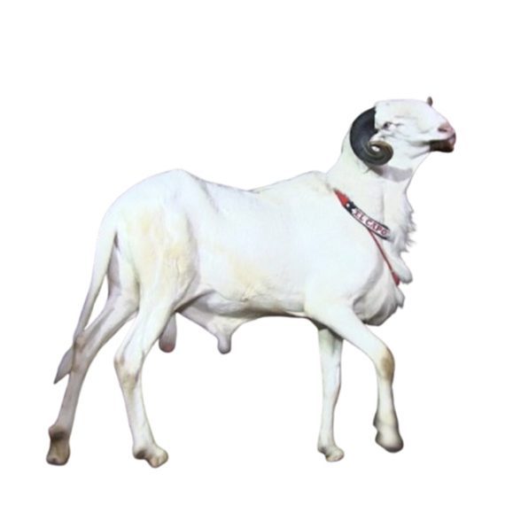 Local Ladoum - Image 2