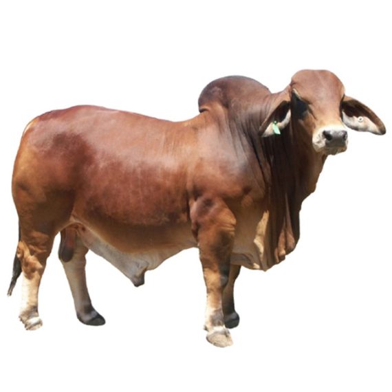 Farm-raised Goudali – Image 2