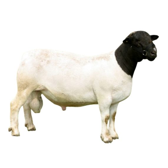 Dorper - Image 2