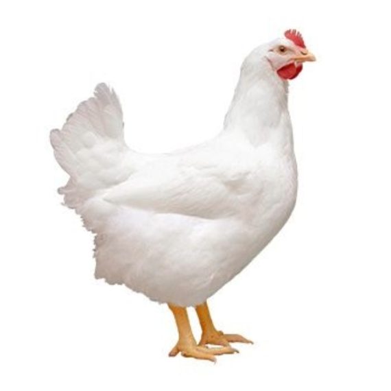 Cornish Cross - Image 2