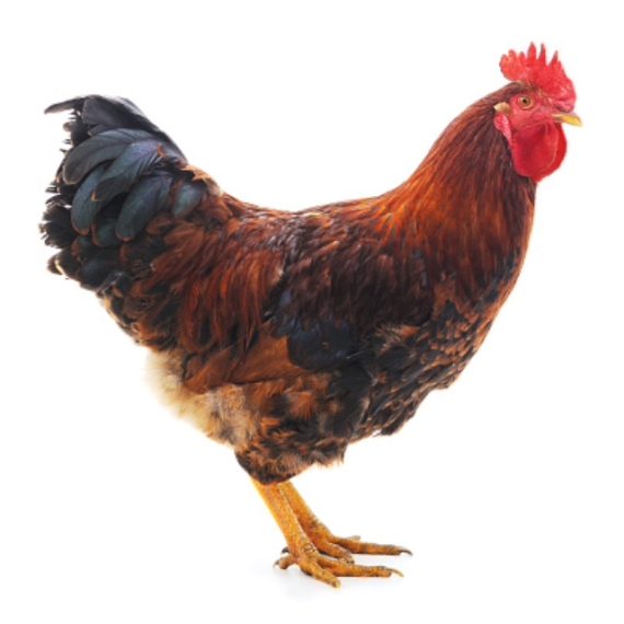 Village rooster – Image 2