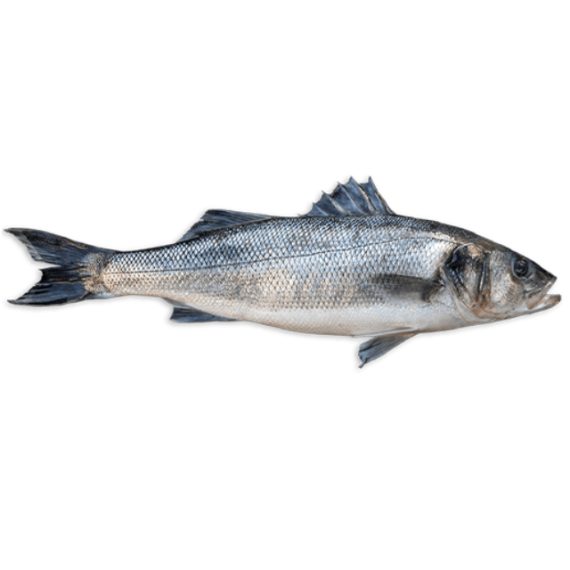 sea bass – Image 2