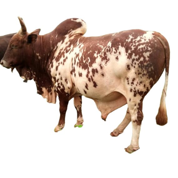 Whole goudali - Image 2