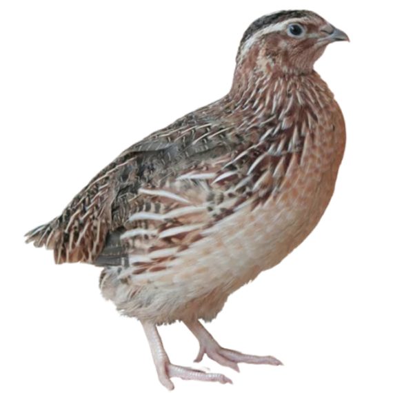 Quail