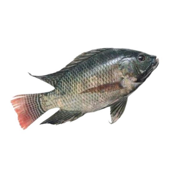 Tilapia