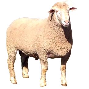 South African Merino