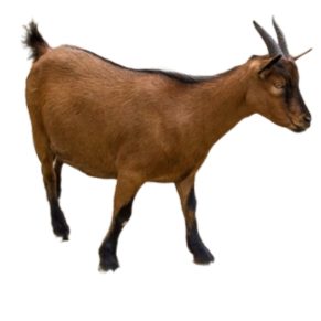 dwarf goat