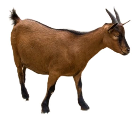 dwarf goat