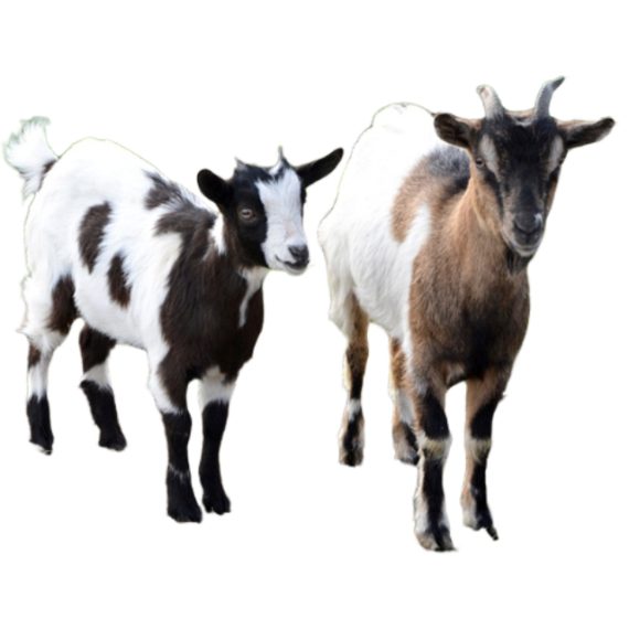 dwarf goat - Image 2