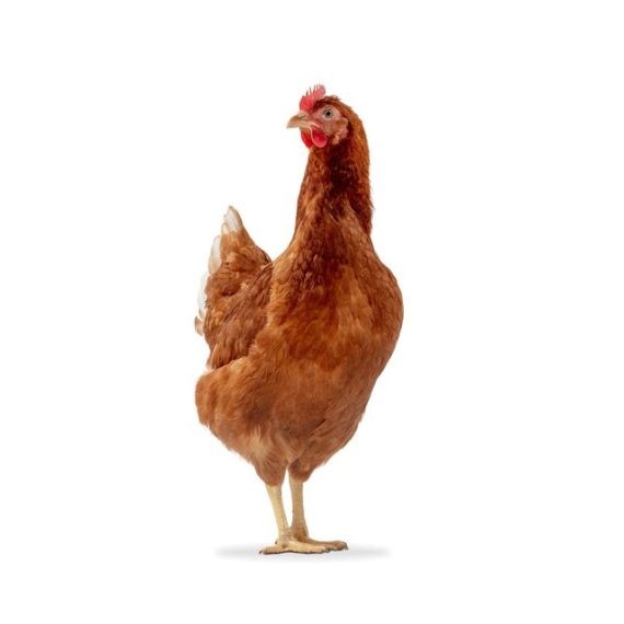 Isa Brown hen – Image 3