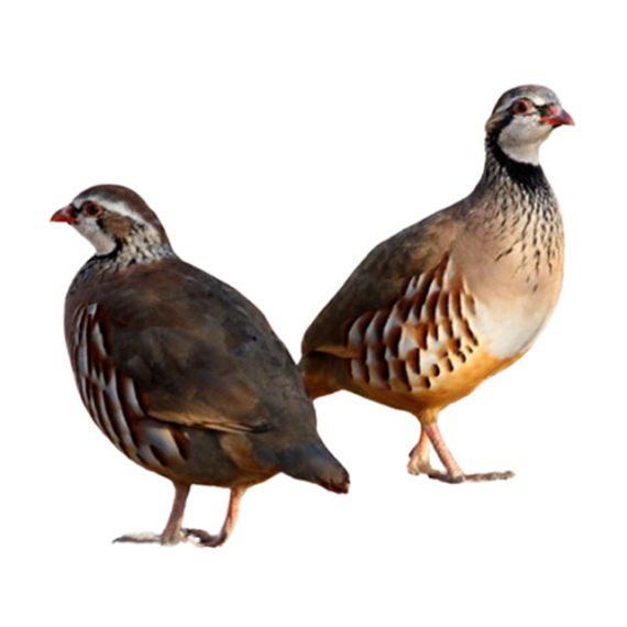Partridge - Image 2