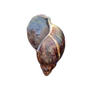 Snail