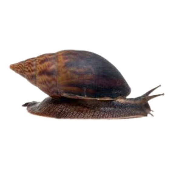 Snail - Image 2