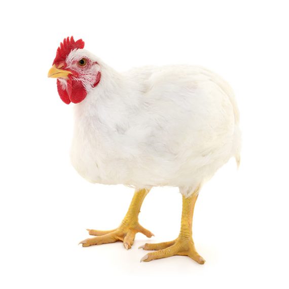 Broiler chicken - Image 2