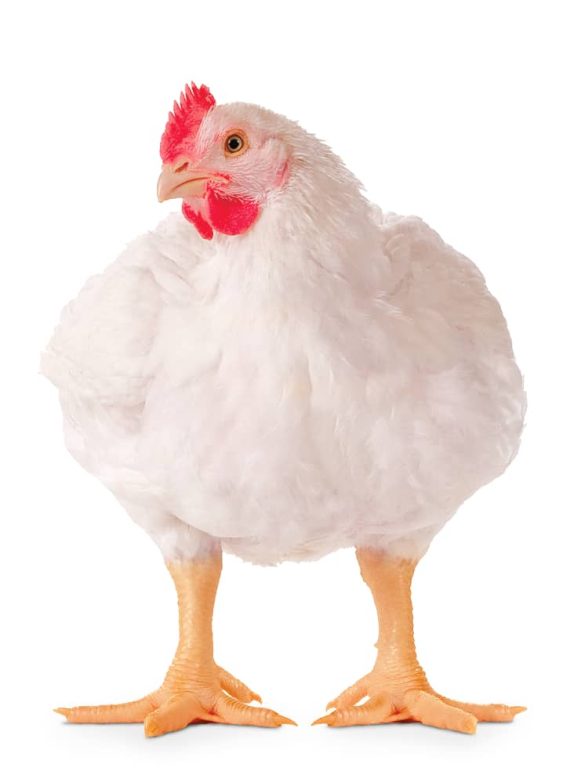 Broiler chicken