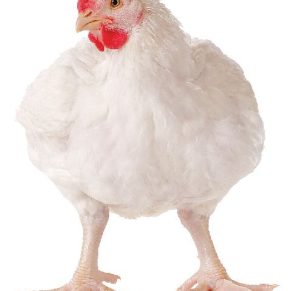 Broiler chicken