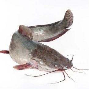 catfish