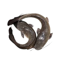 catfish